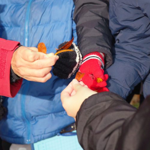 校庭の木の観察会